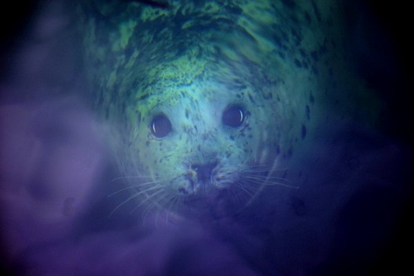 seal