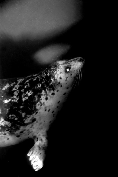 seal