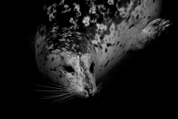 seal