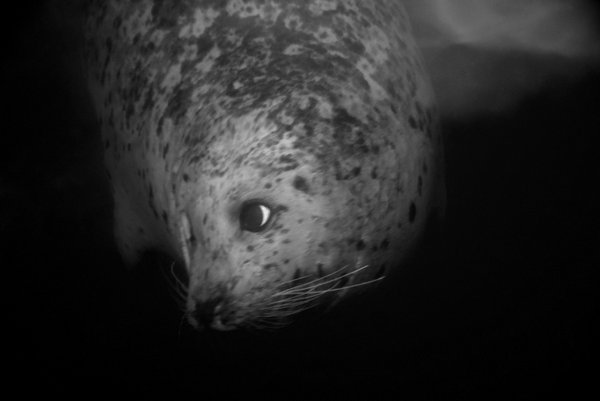 seal