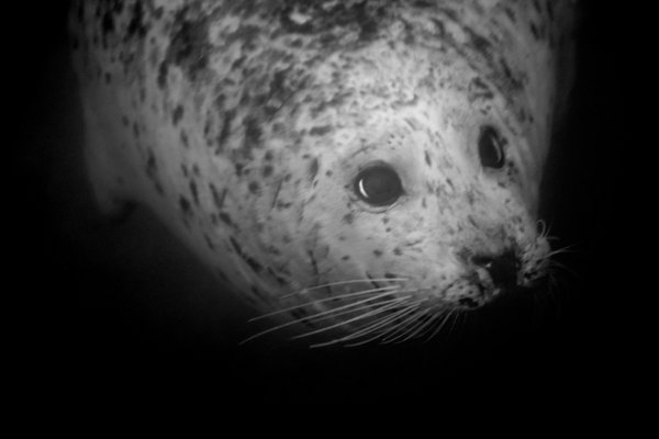 seal