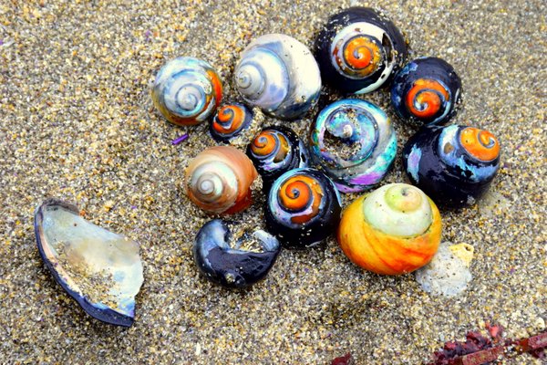 shell