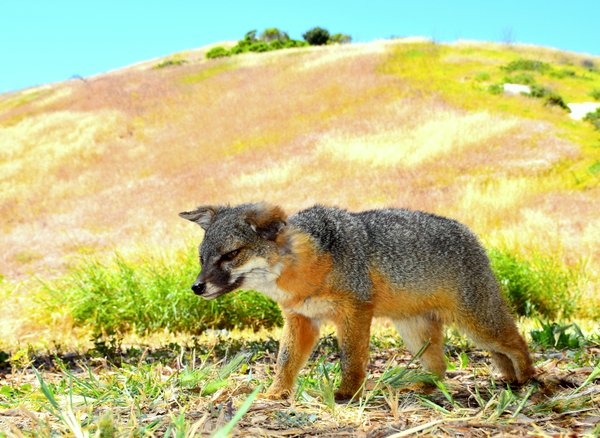 gray fox