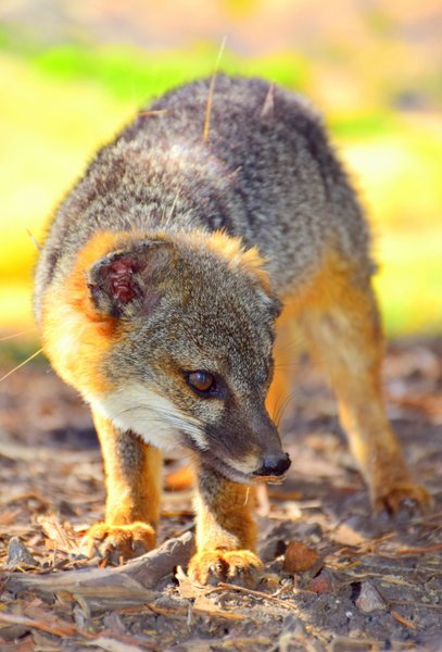 gray fox