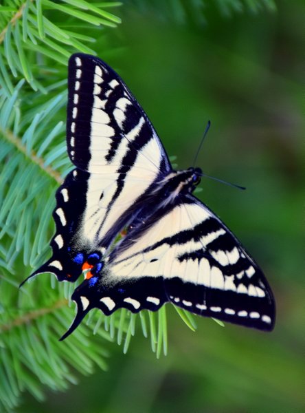 swallowtail butterfly