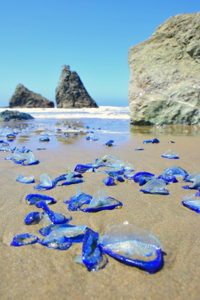 jellyfish