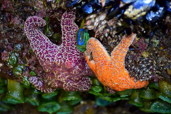 starfish