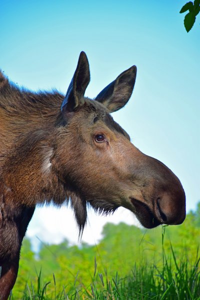 moose