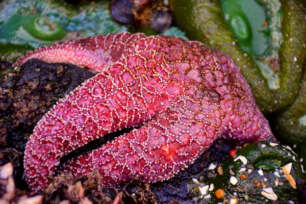 starfish