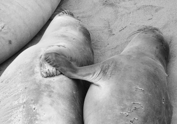 seal