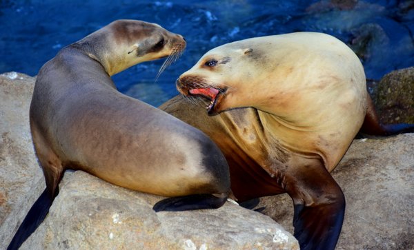 seal