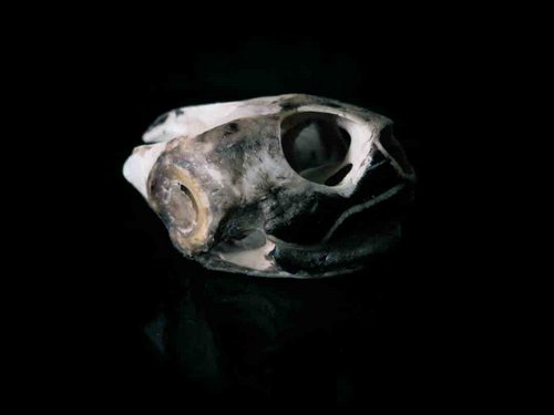 Florida cooter turtle skull animal guide