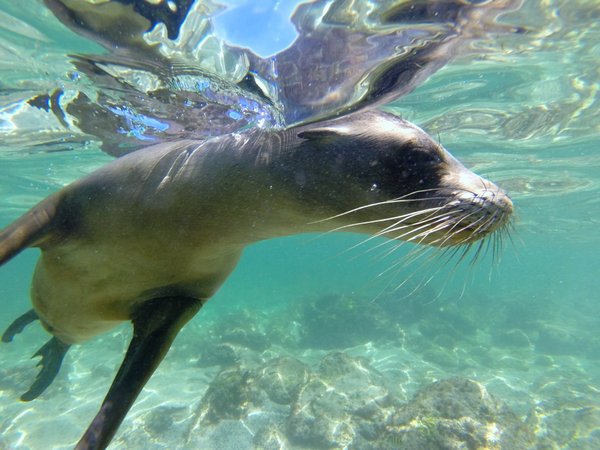 seal
