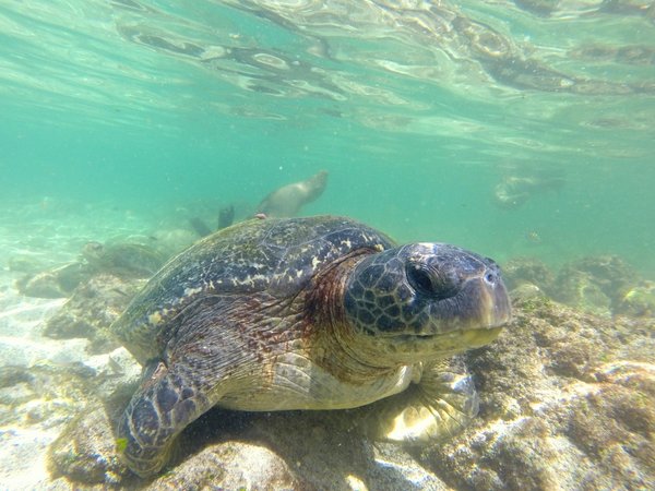 sea turtle seal