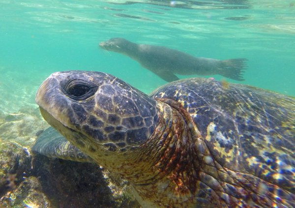 sea turtle seal