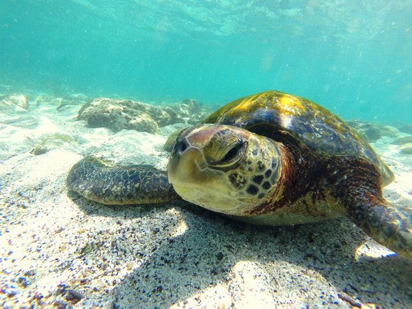 sea turtle