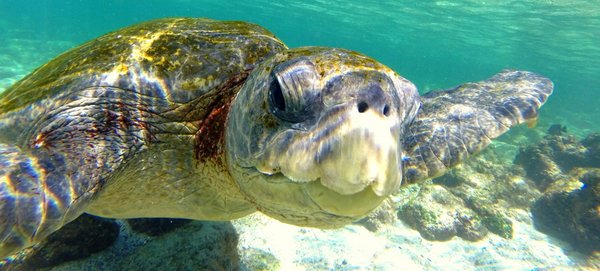 sea turtle