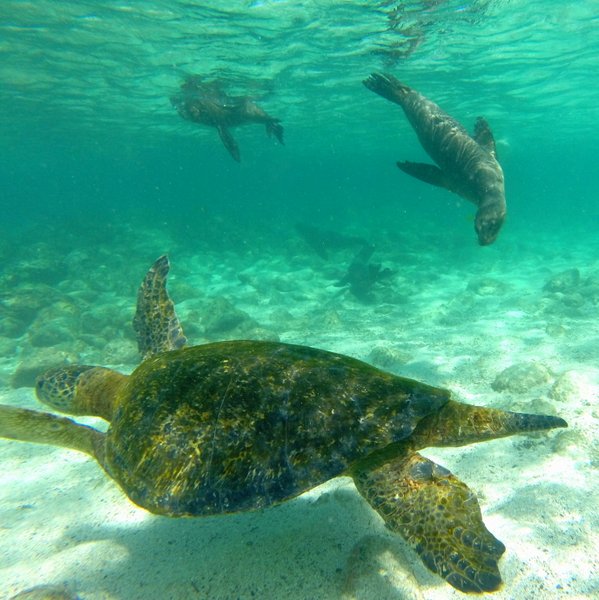 sea turtle seal