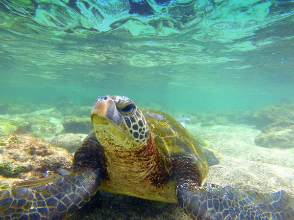 sea turtle