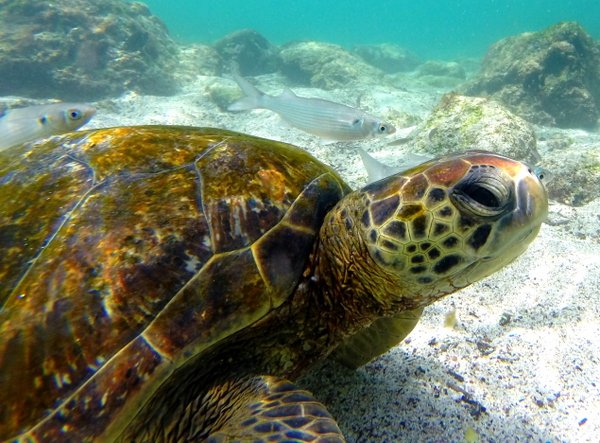 sea turtle