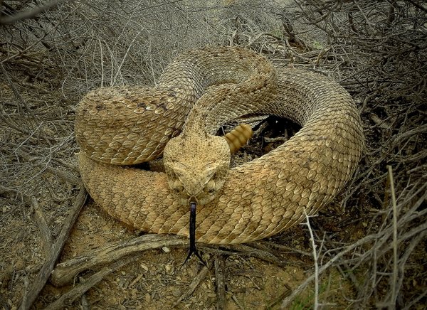 snake