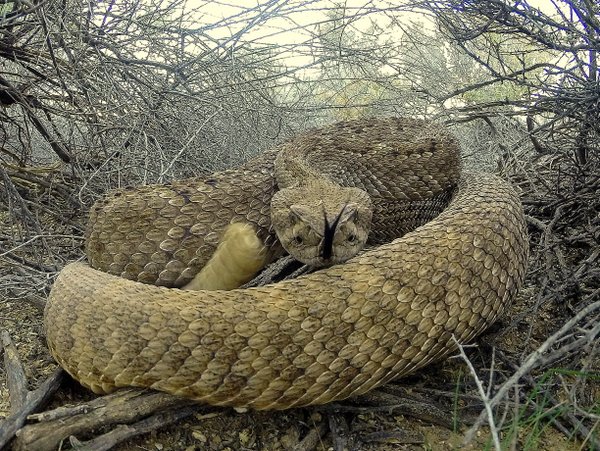 snake