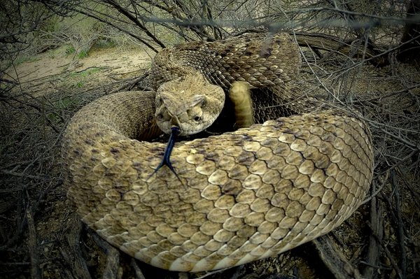 snake