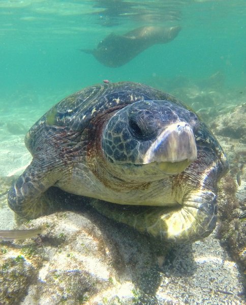 sea turtle