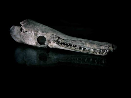 Florida gar skull animal guide