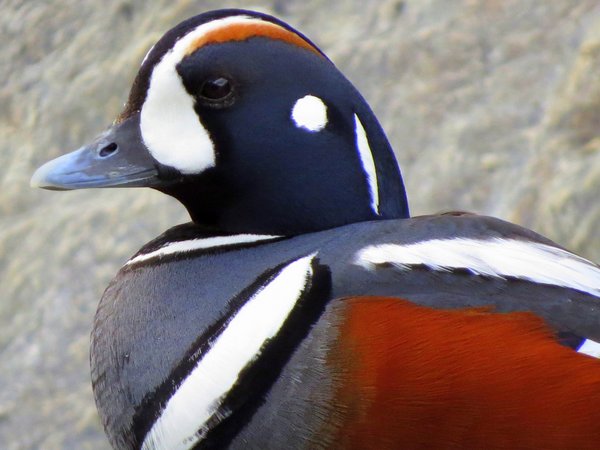 Harlequin Duck