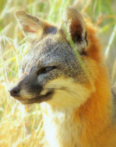 gray fox