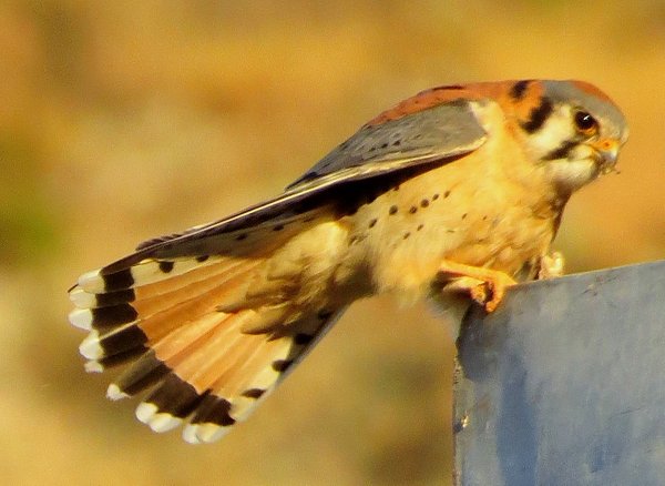 kestrel