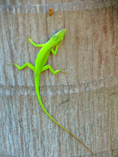 lizard