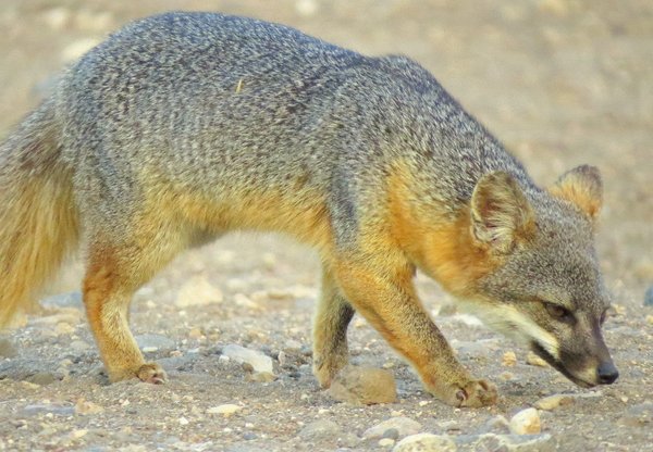 gray fox