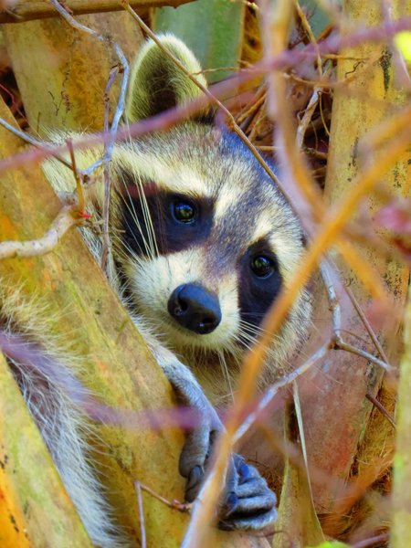 raccoon