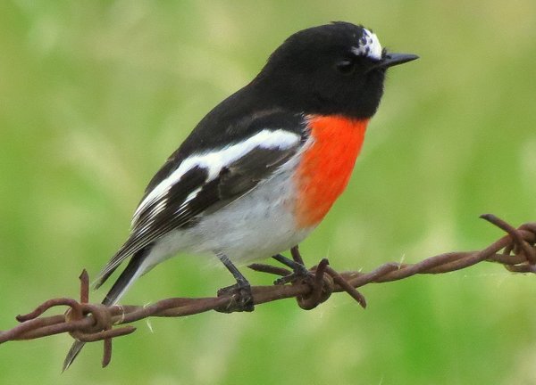 robin