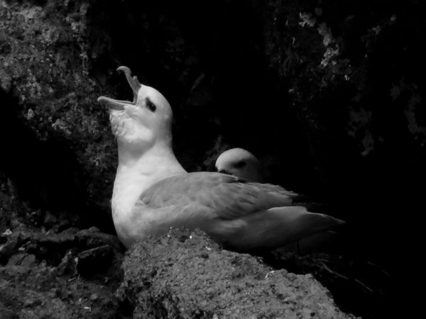 fulmar