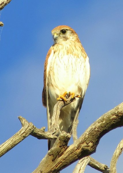 kestrel