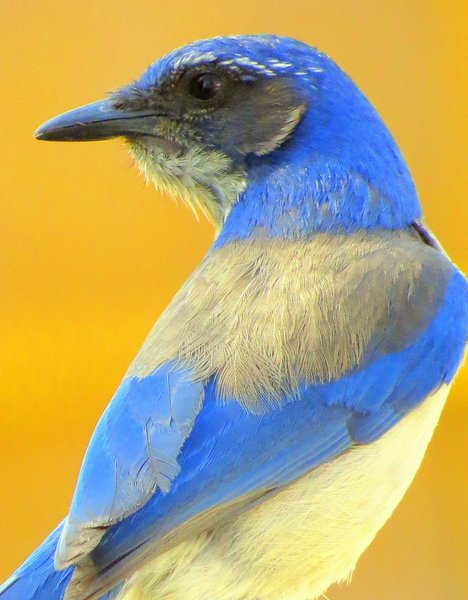 scrub jay