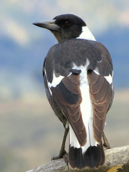 magpie