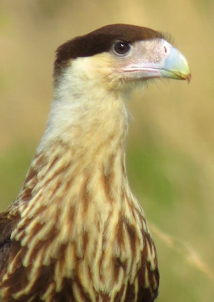 caracara