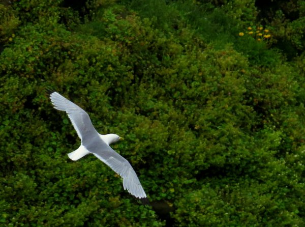 seagull