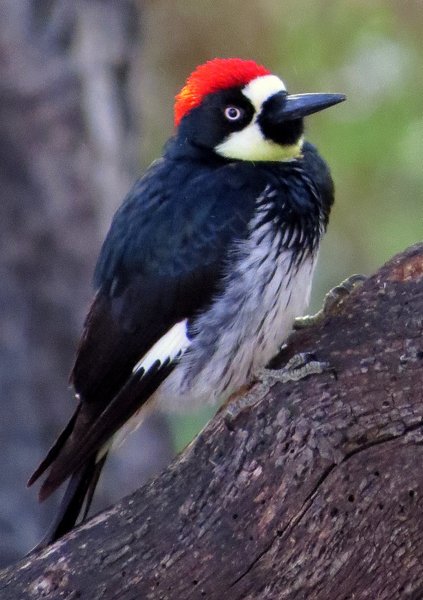 woodpecker acrorn