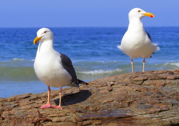seagull