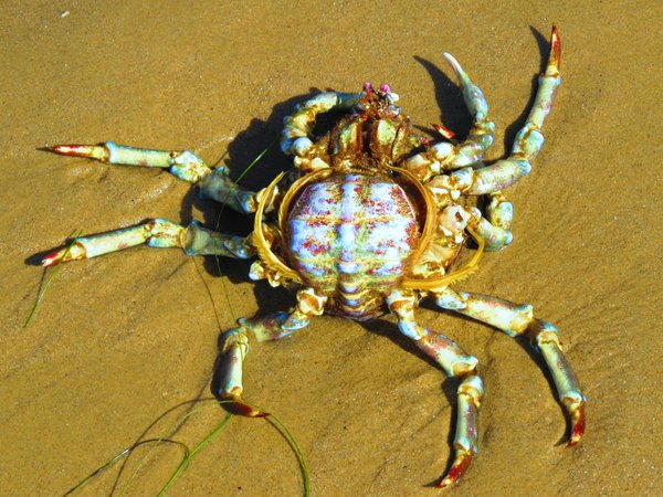 crab