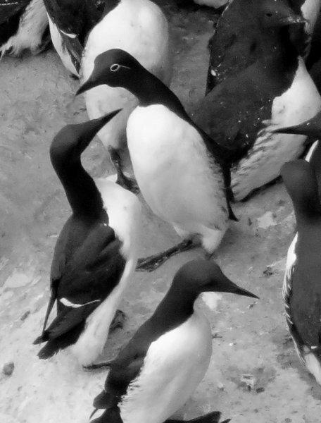 auk