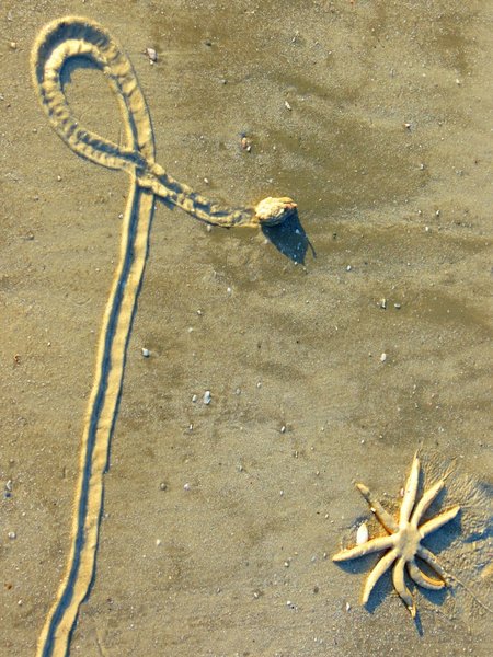 starfish