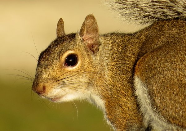 squirrel