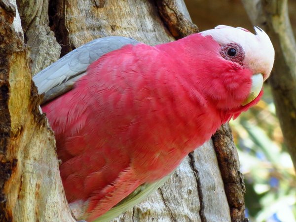 galah