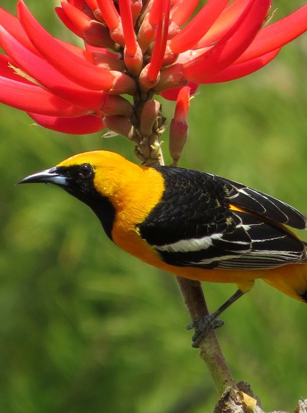 oriole